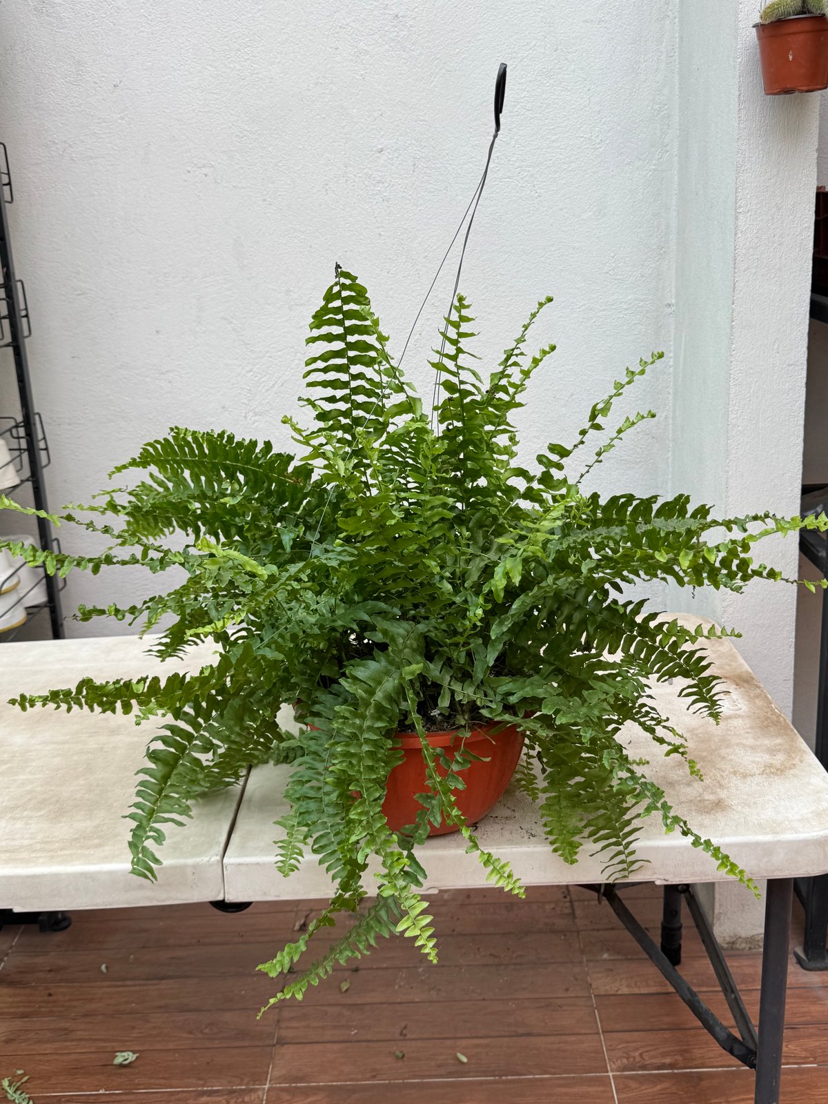 Helecho Boston — Nephrolepis exaltata 'Bostoniensis'