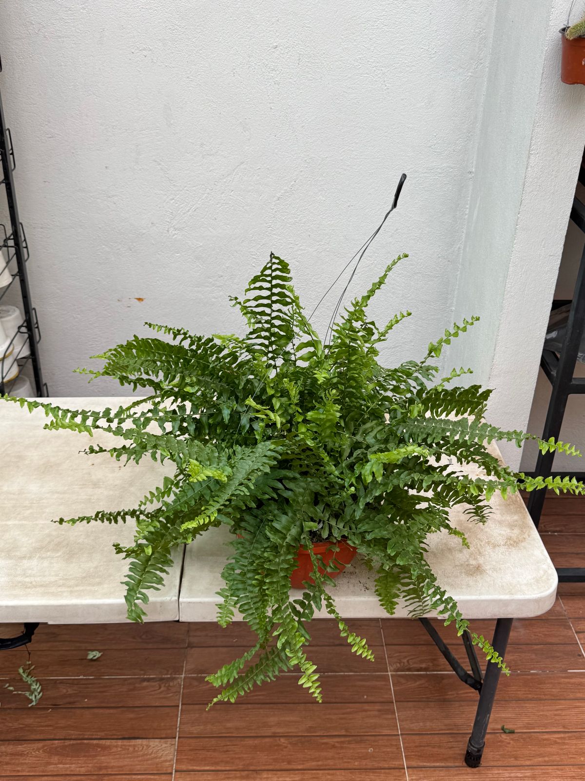 Helecho Boston — Nephrolepis exaltata 'Bostoniensis' 2