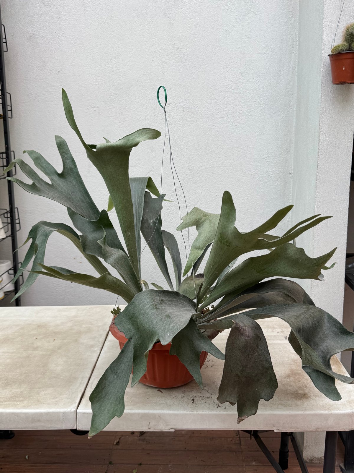 Helecho Cuerno de Alce — Platycerium bifurcatum