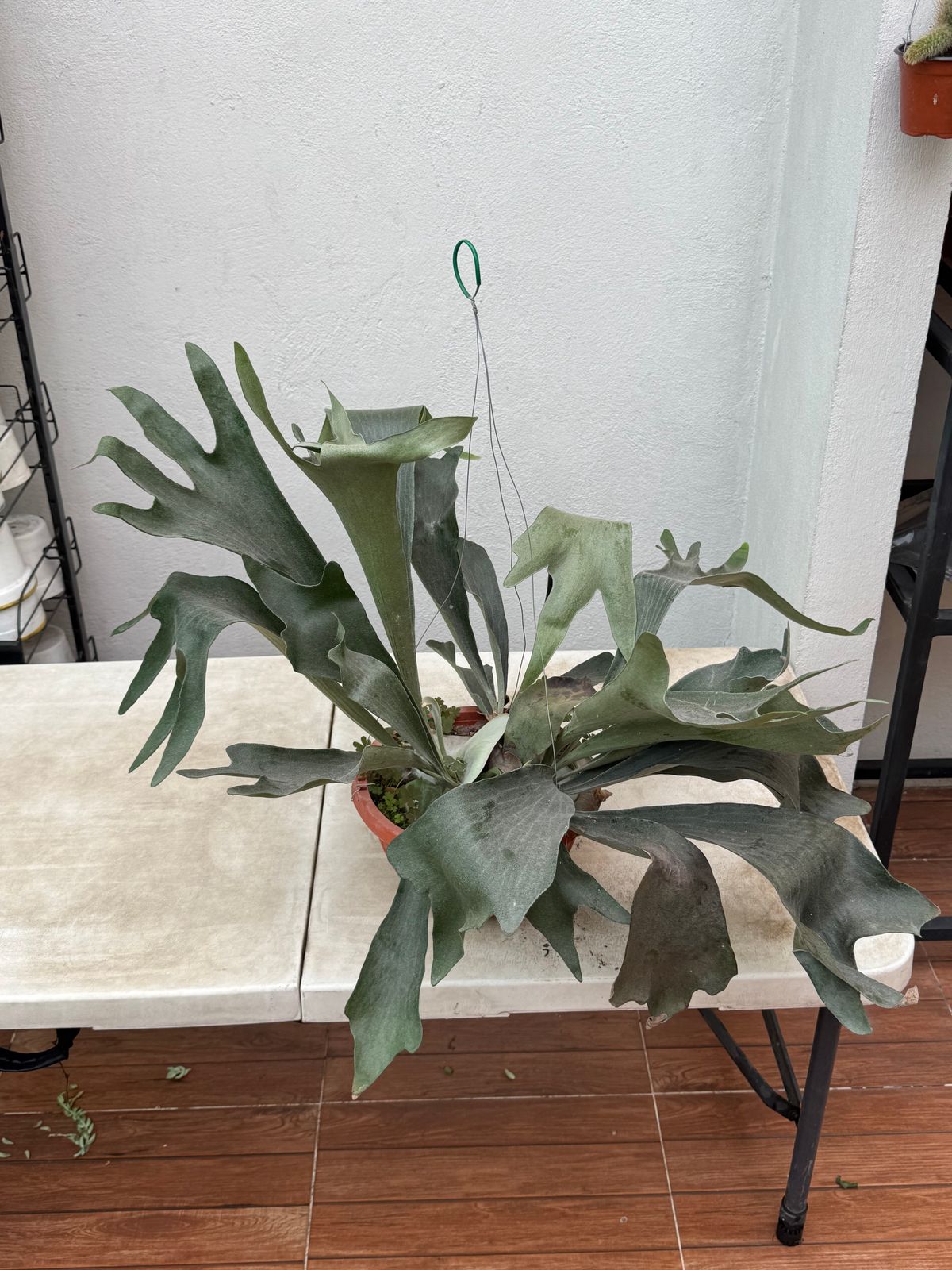 Helecho Cuerno de Alce — Platycerium bifurcatum 2