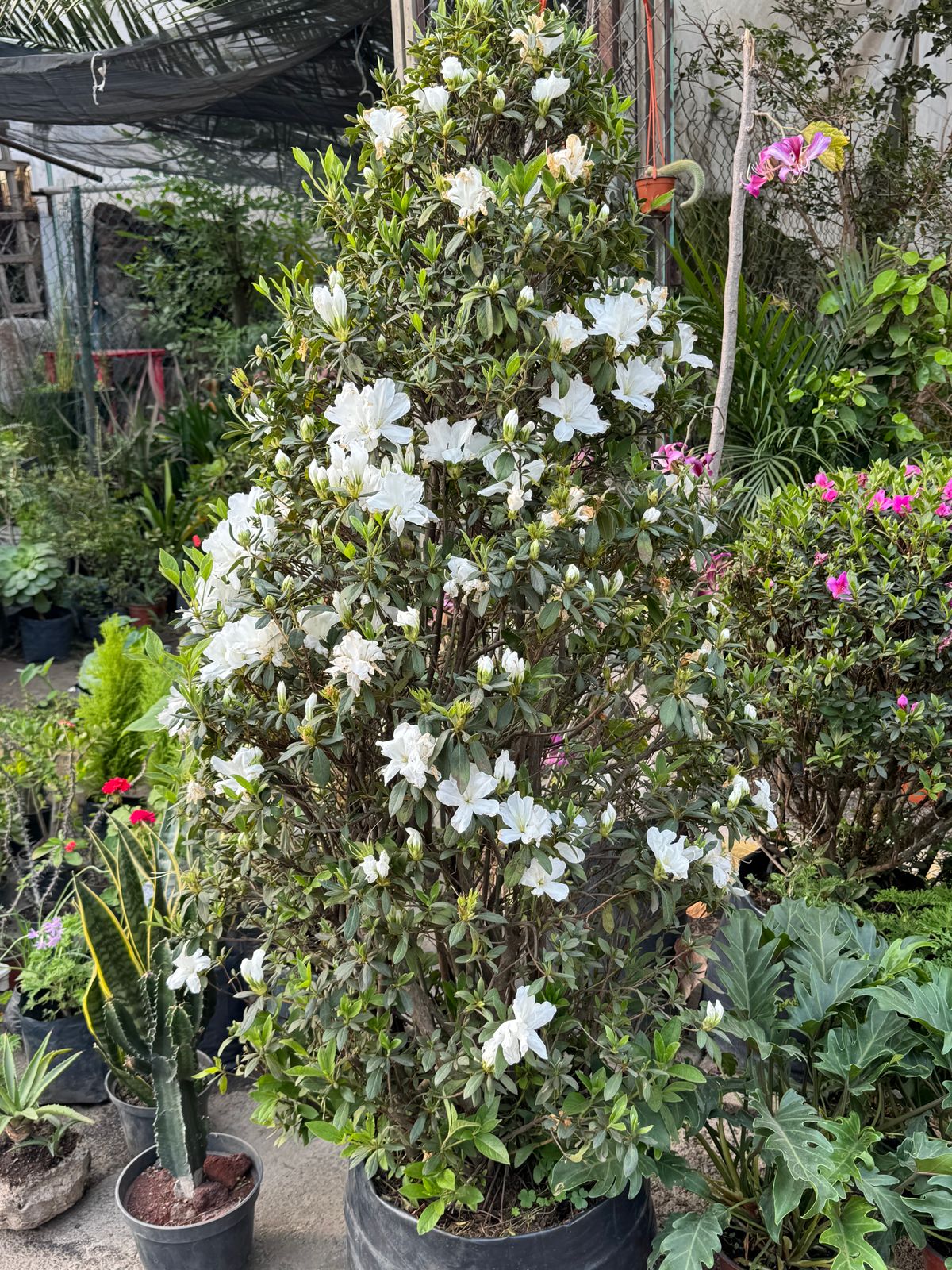 Azalea — Rhododendron spp.