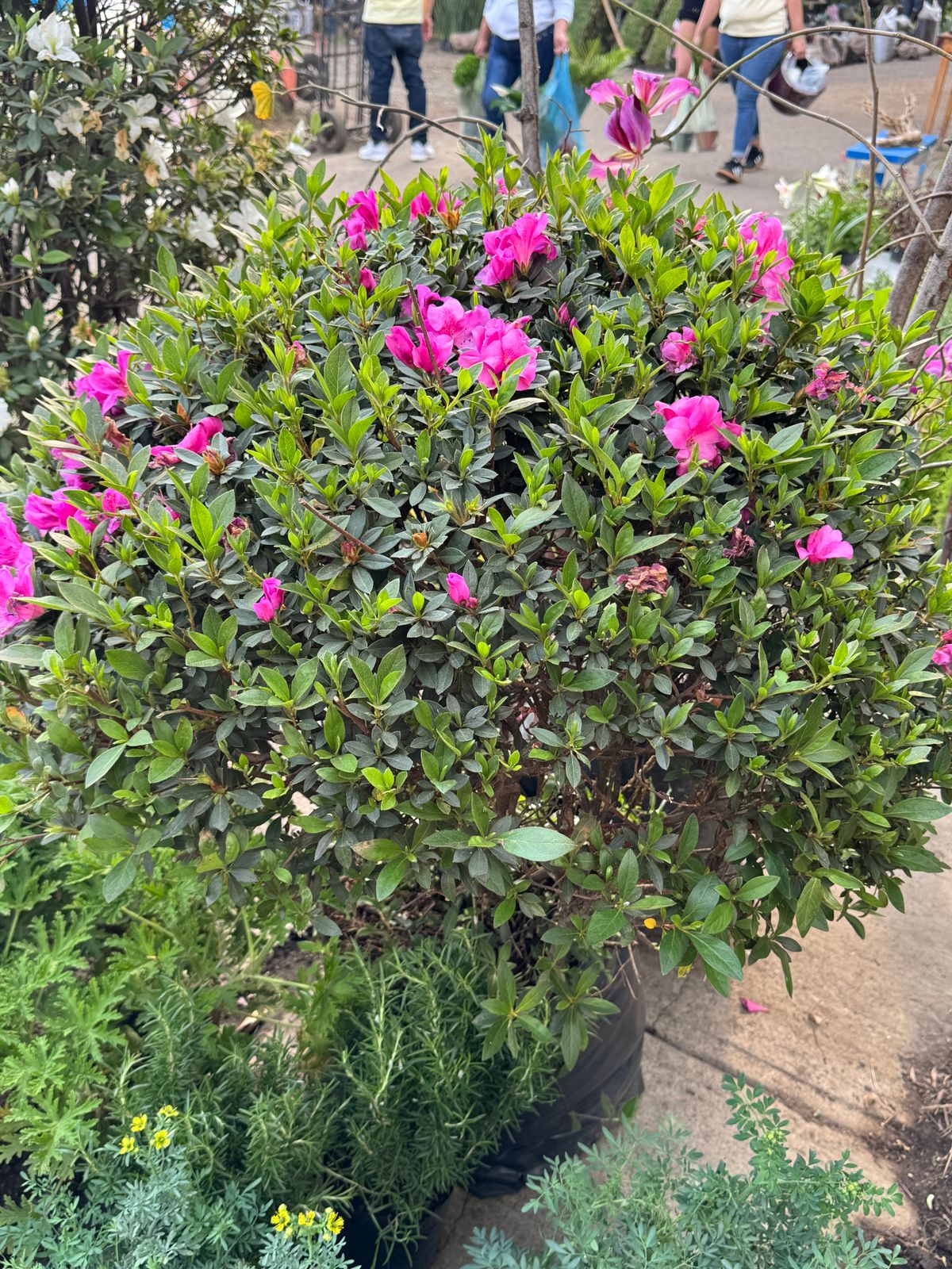 Azalea — Rhododendron spp. 3