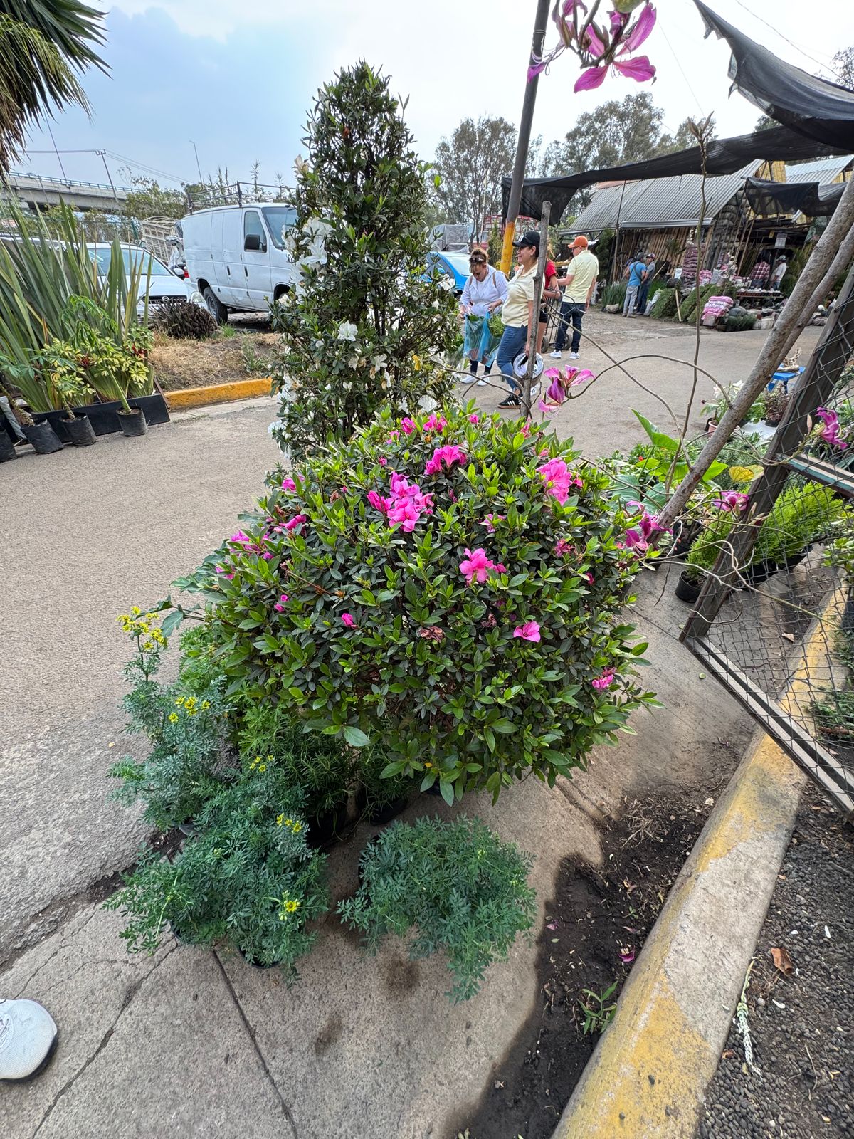 Azalea — Rhododendron spp. 2