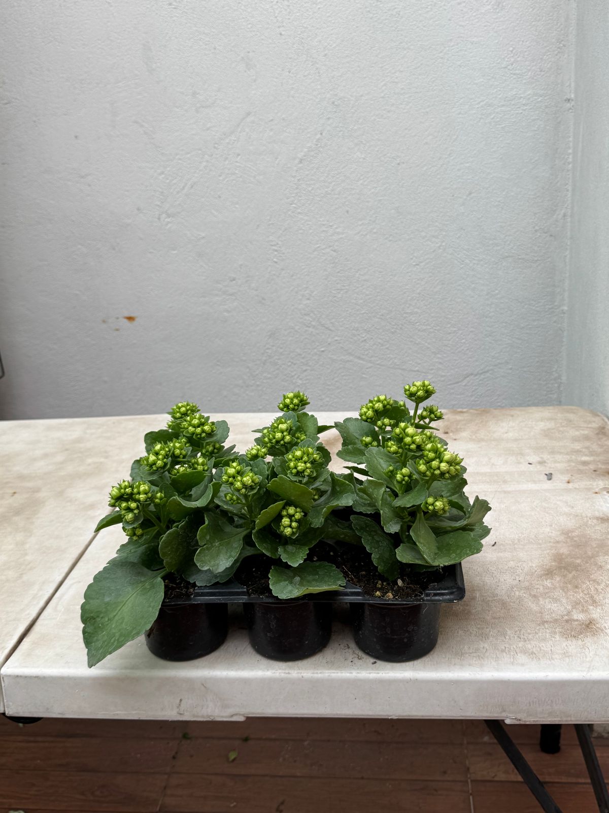 Kalanchoe — Kalanchoe blossfeldiana