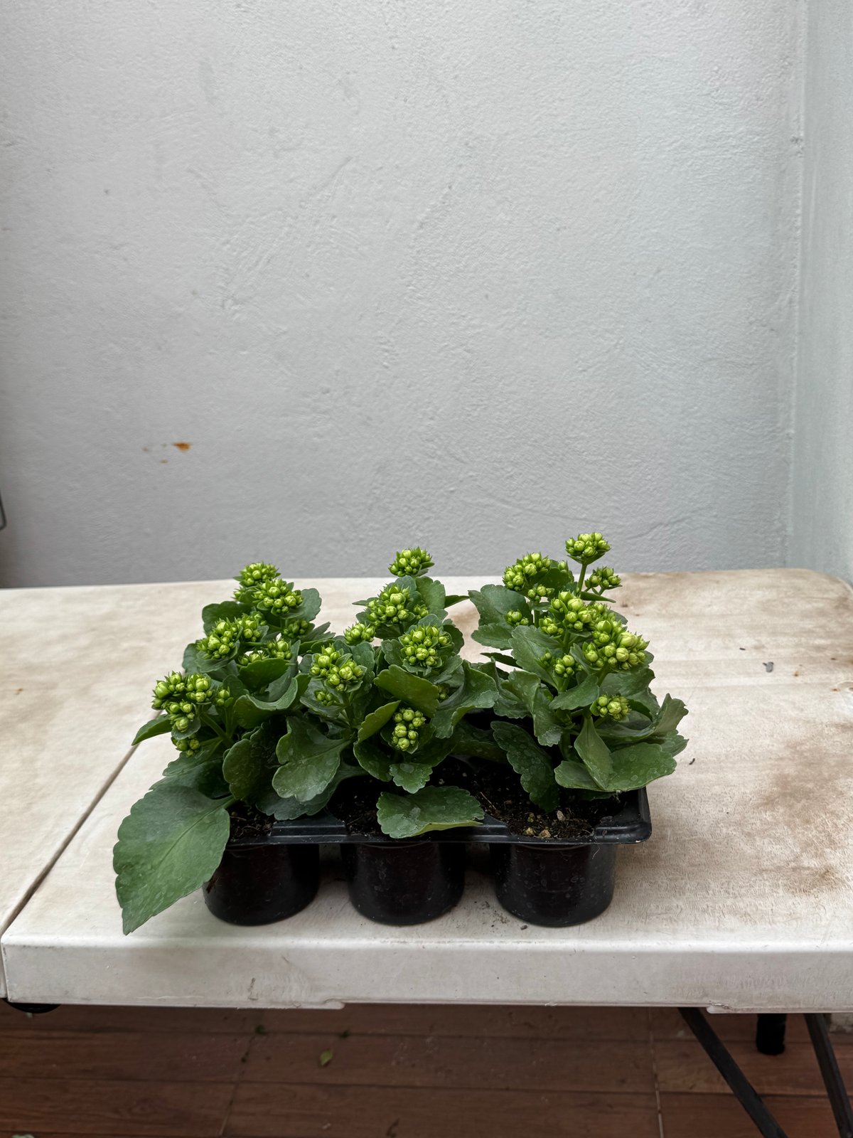 Herbáceas recomendadas por SEDEMA