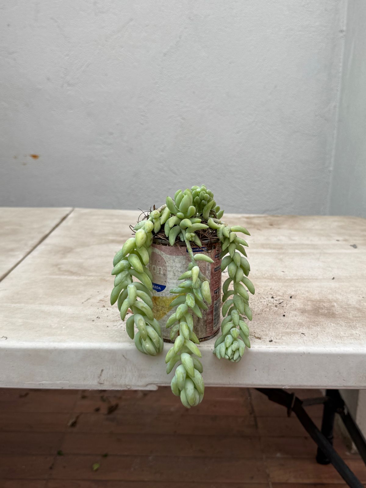 Cola de Borrego — Sedum morganianum