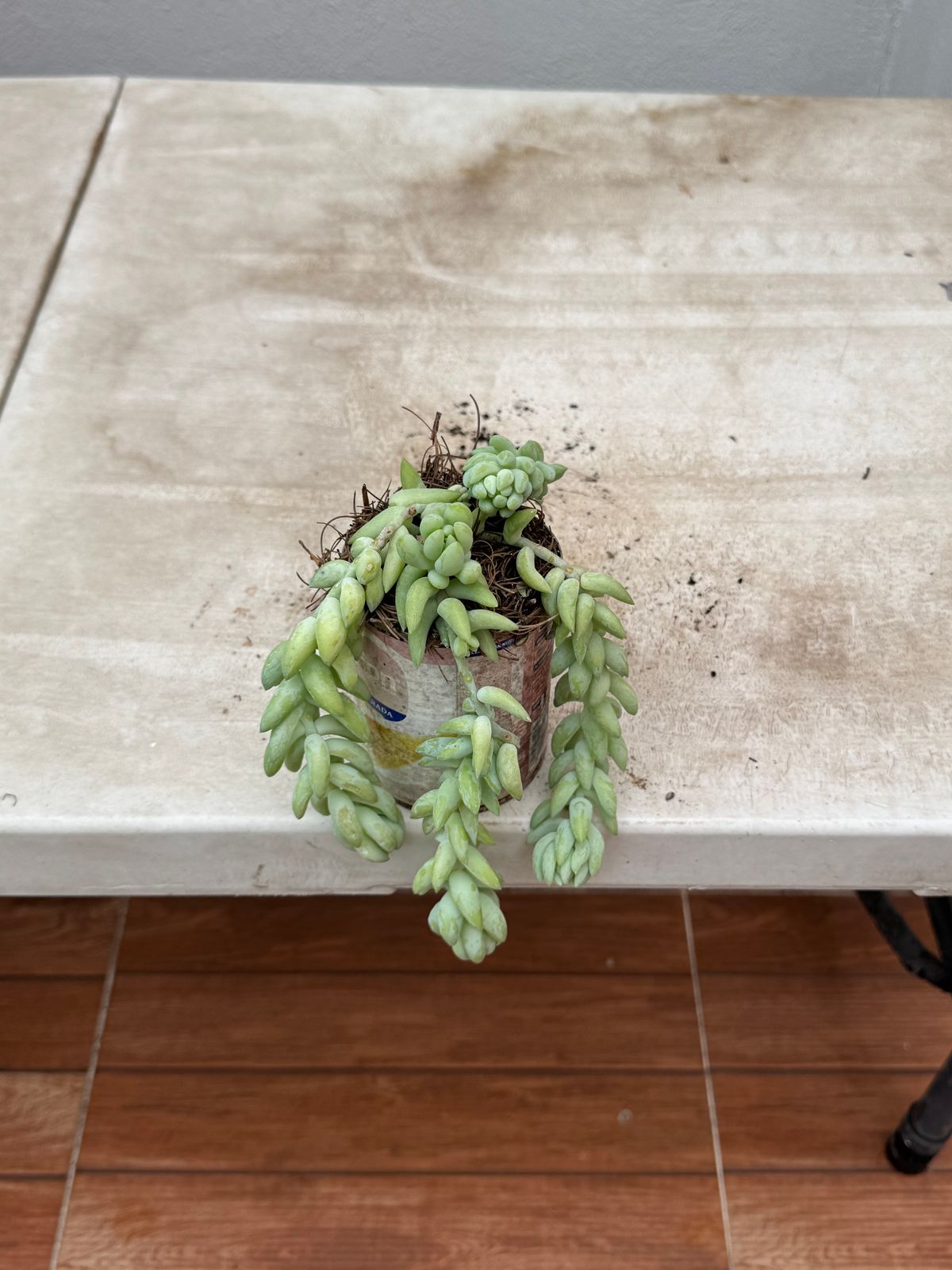 Cola de Borrego — Sedum morganianum 2