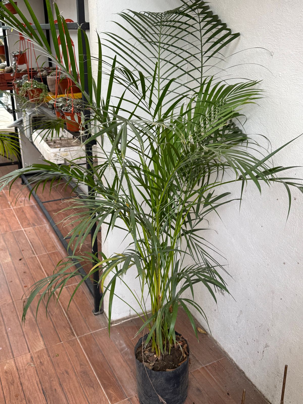Palma Areca — Dypsis lutescens 2