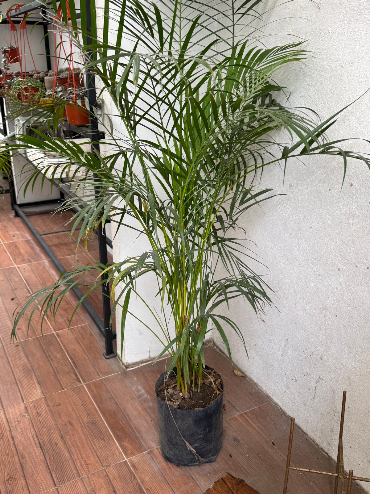 PALMA AREKA (B60)