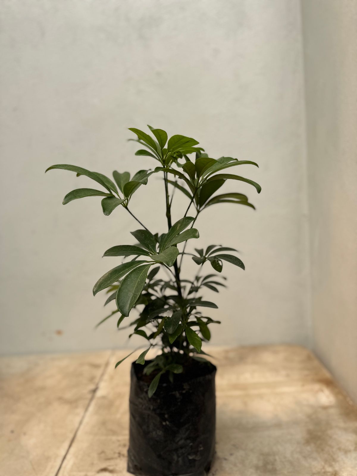 ARALEA SHEFFLERA (B60)