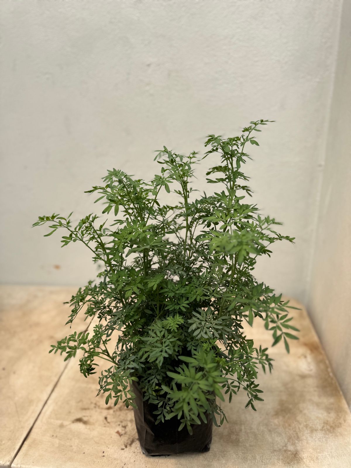 Ruda — Ruta graveolens L. 3
