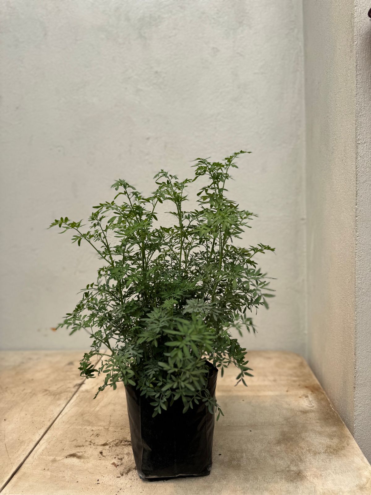 Ruda — Ruta graveolens L. 4