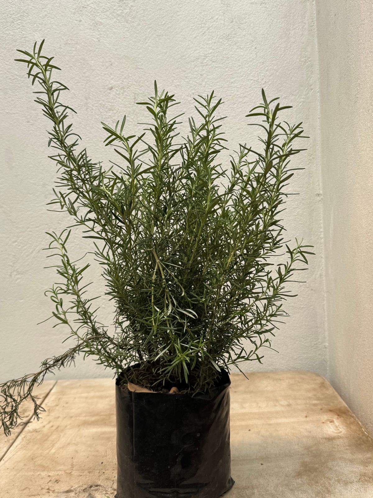 Romero — Salvia rosmarinus