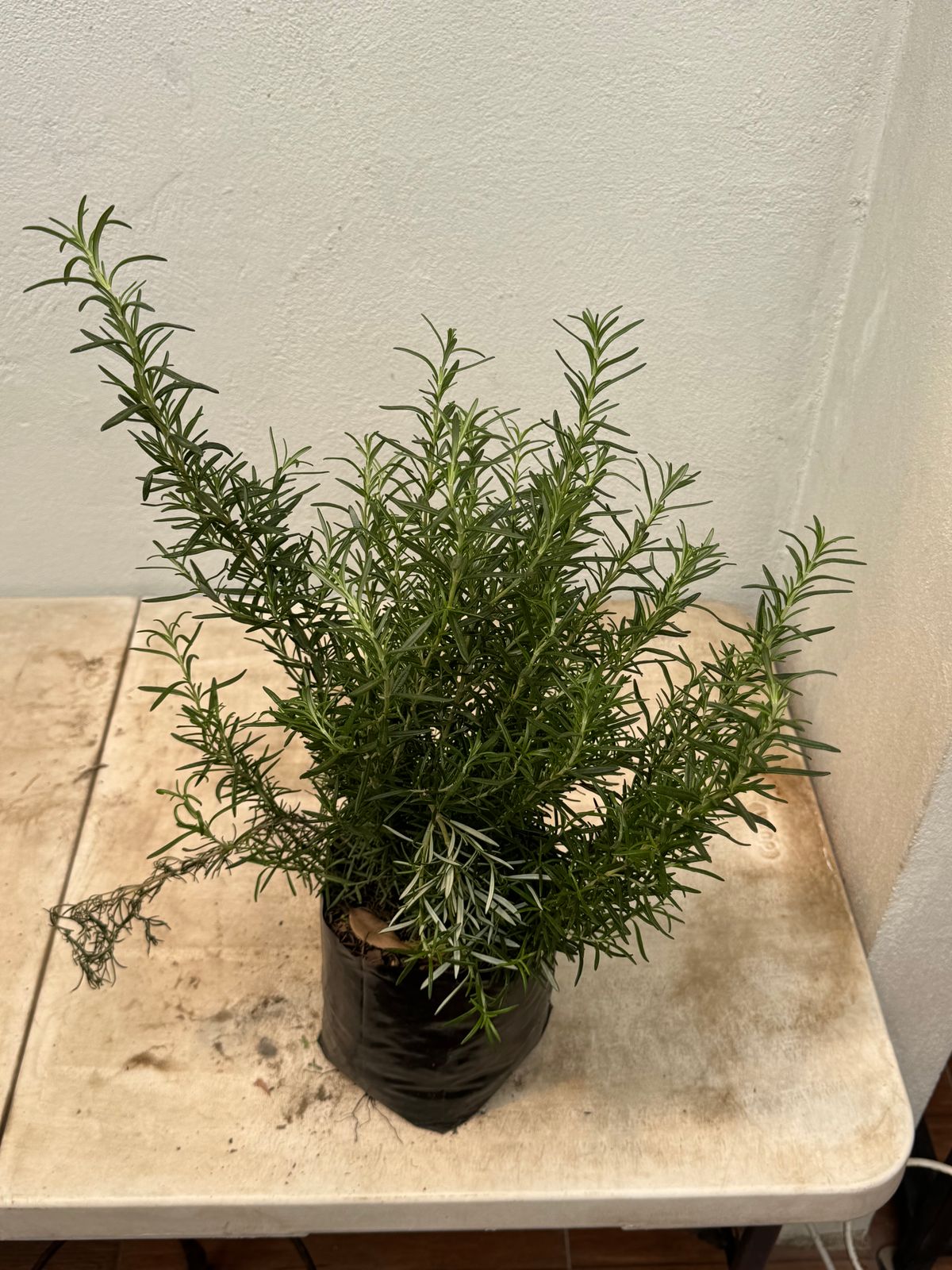 Romero — Salvia rosmarinus 2
