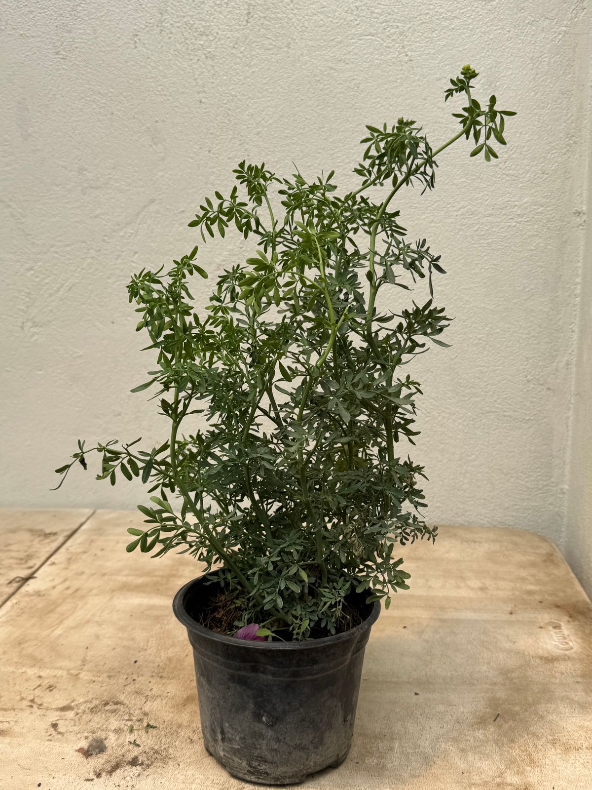 Ruda — Ruta graveolens L.