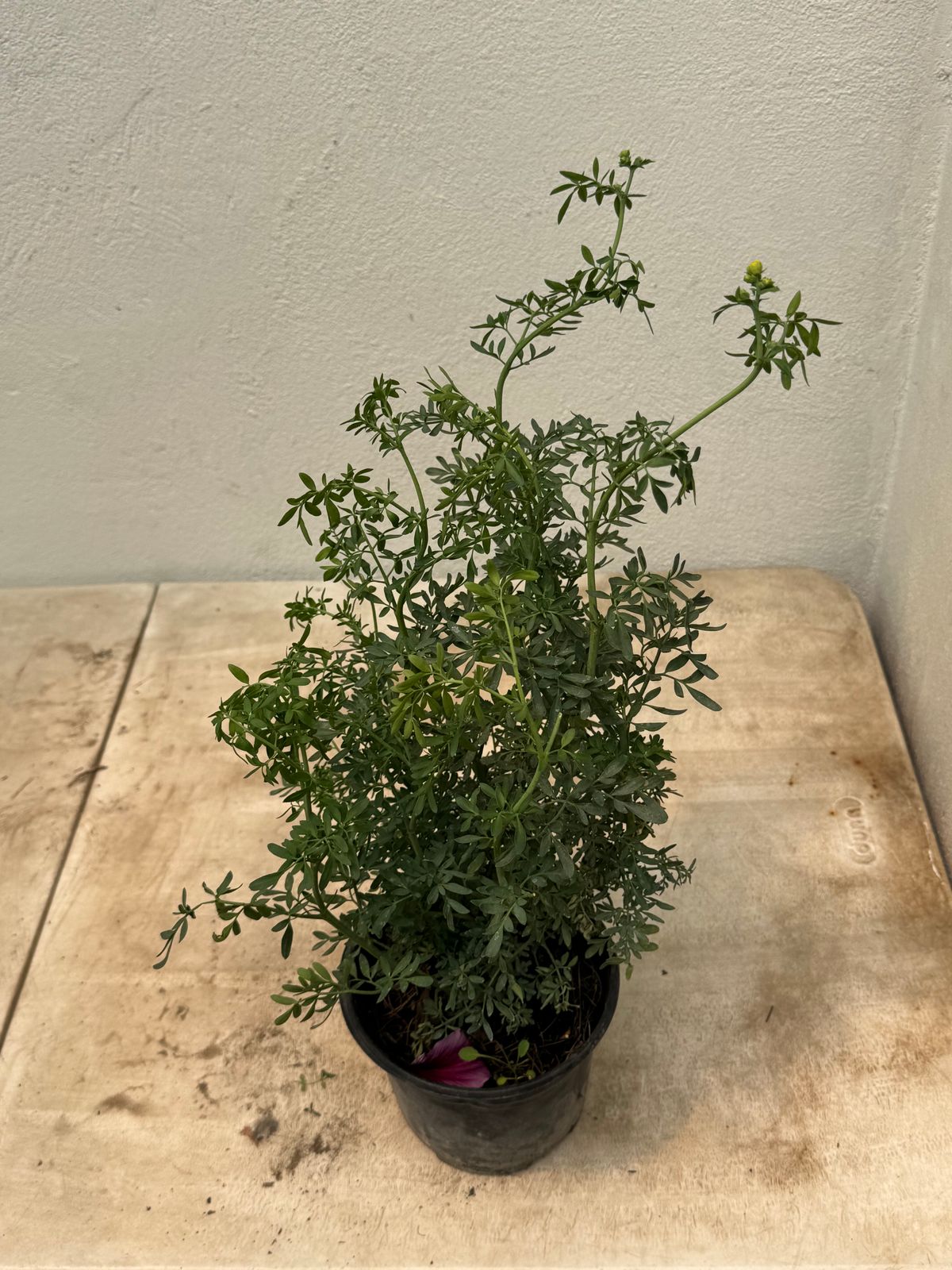 Ruda — Ruta graveolens L. 2
