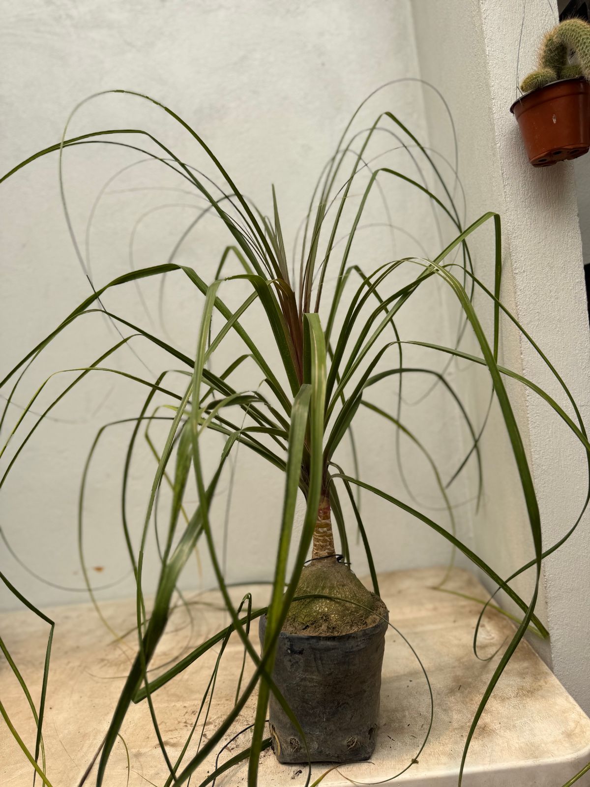 Pata de elefante — Beaucarnea recurvata 2