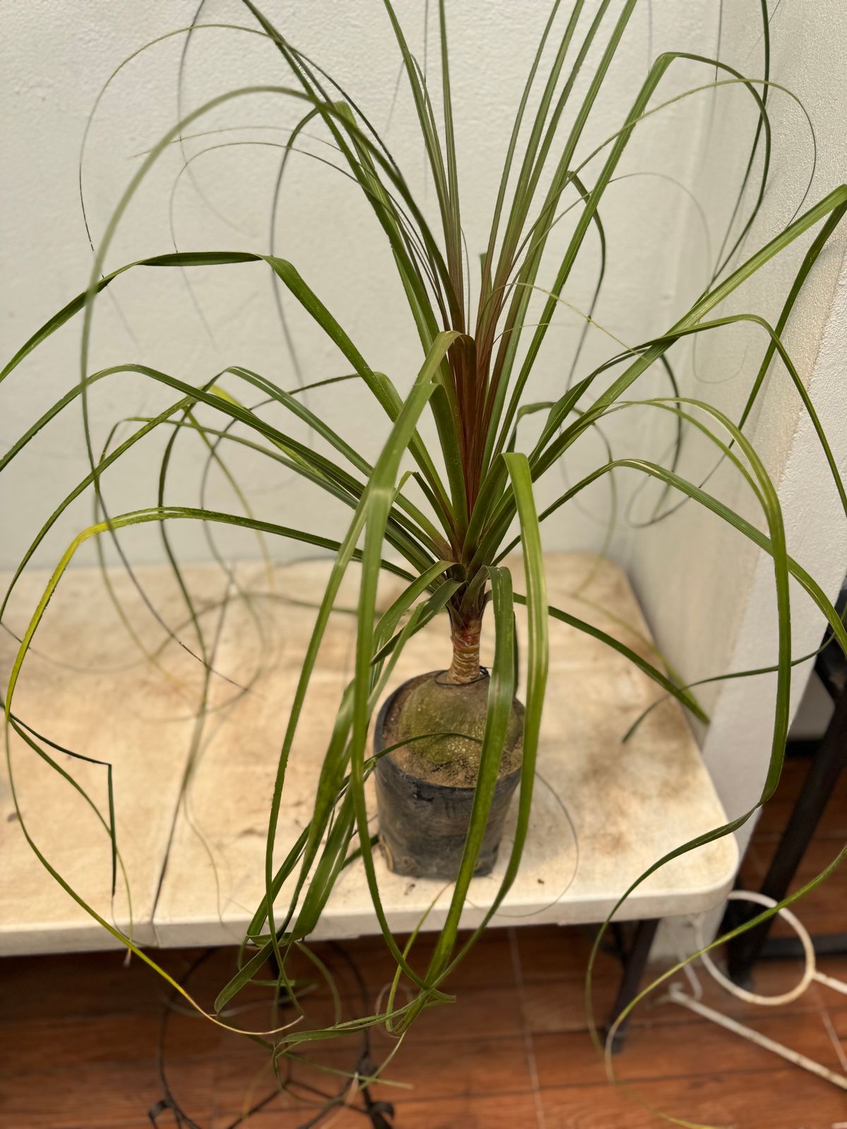 Pata de elefante — Beaucarnea recurvata