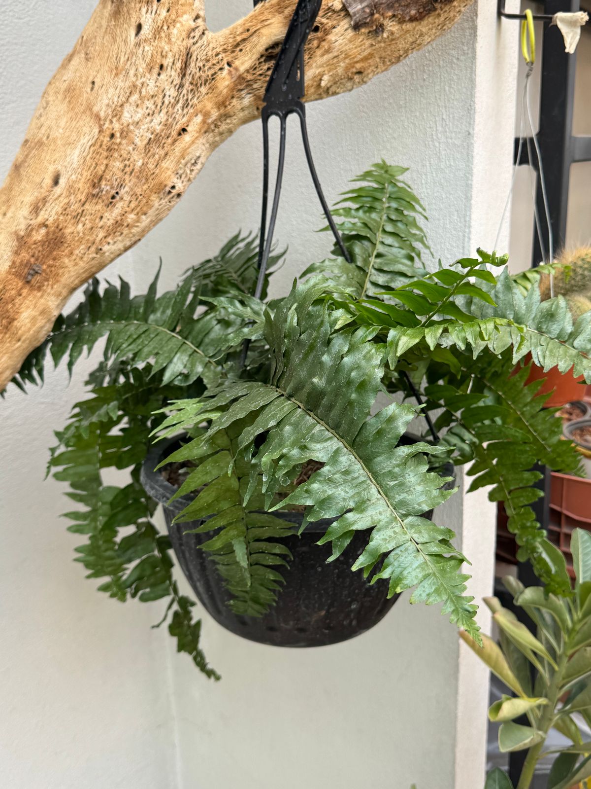 Helecho macho — Pteridium aquilinum