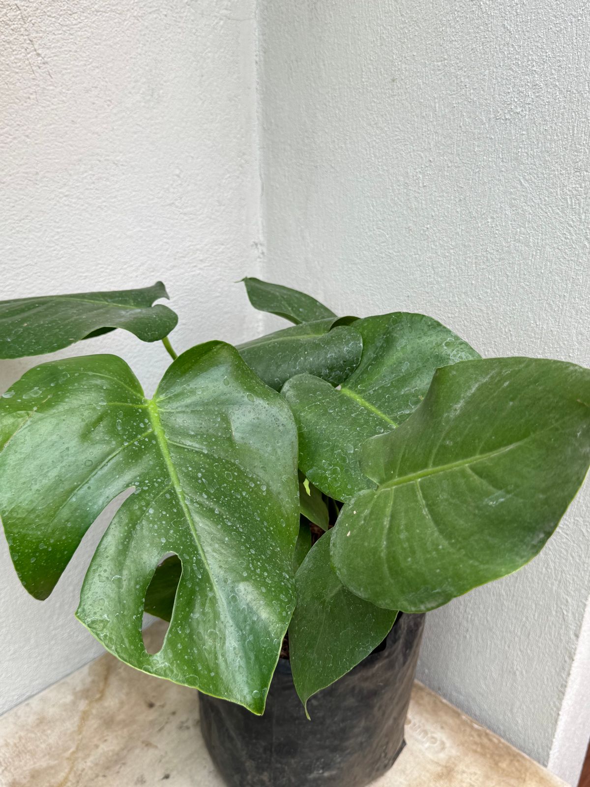 Piñanona — Monstera deliciosa