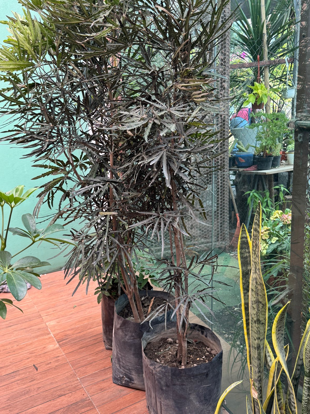 Aralia Elegantísima — Plerandra elegantissima