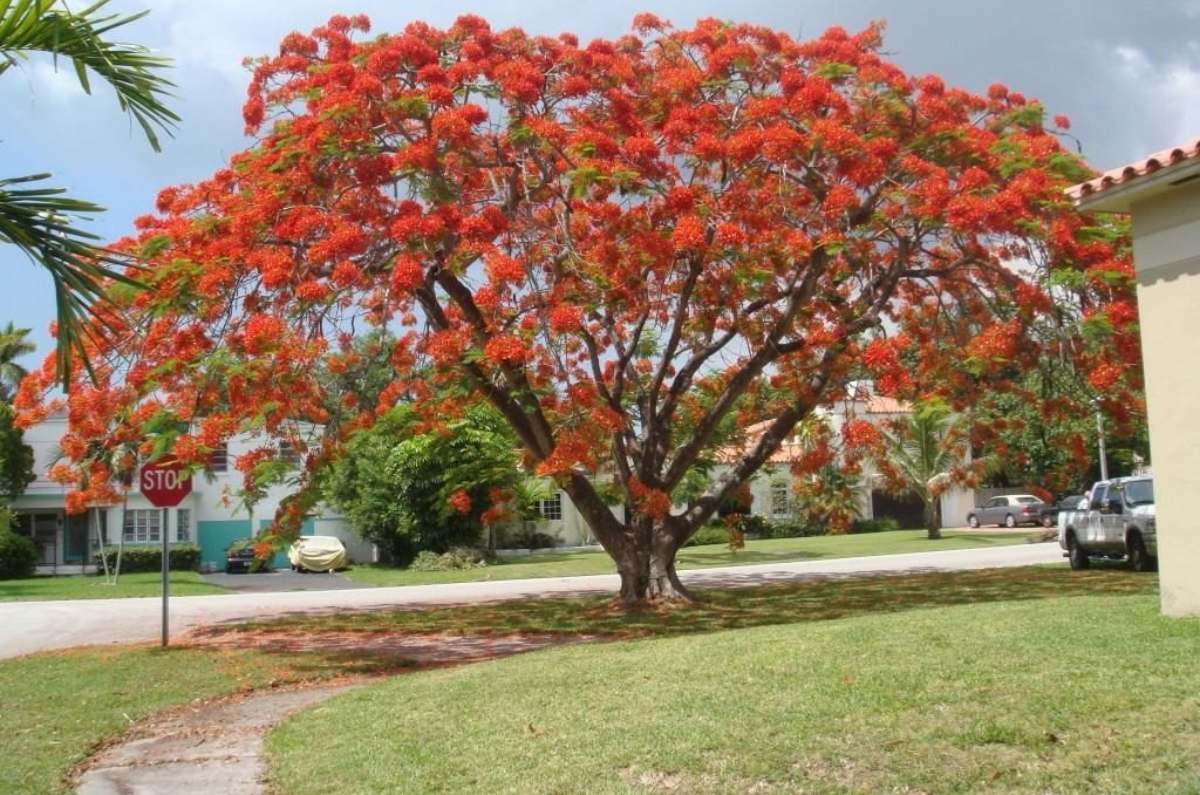 Tabachín — Delonix regia 3