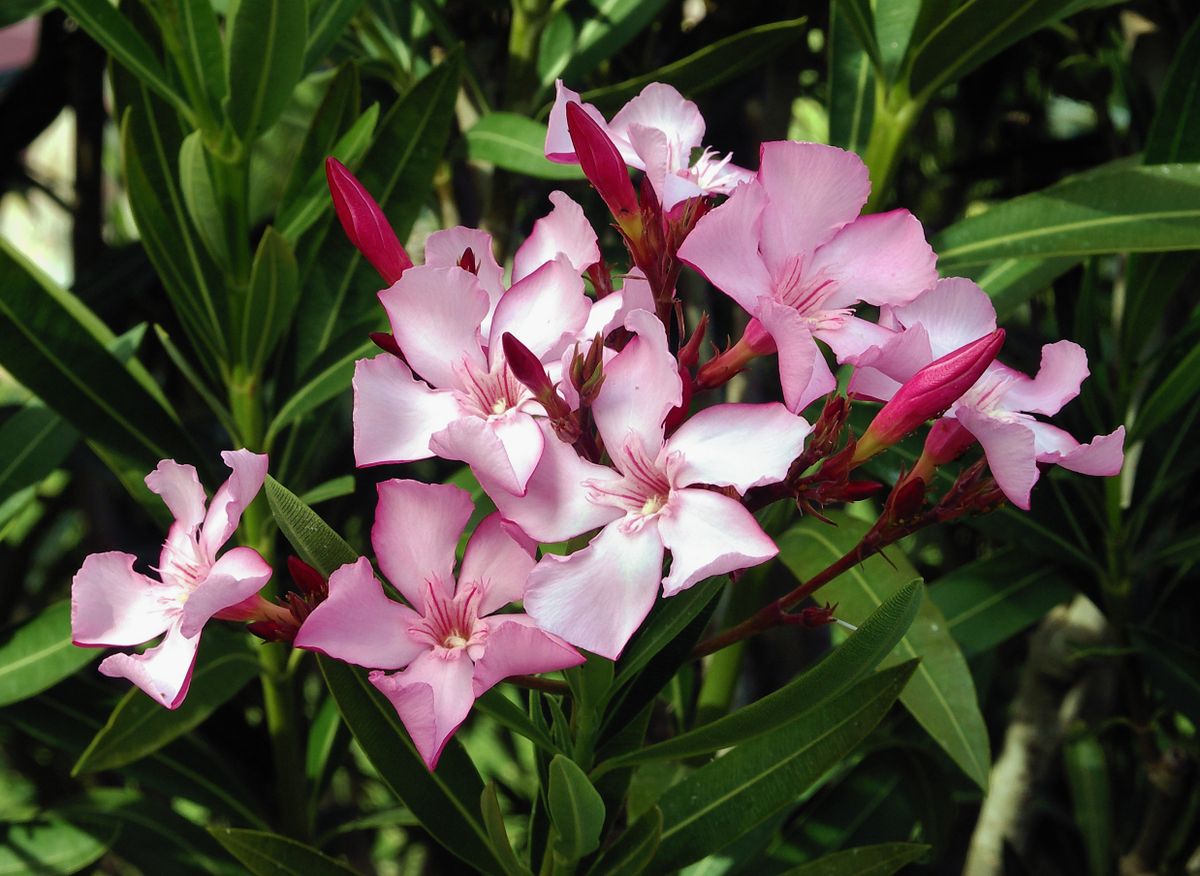 Adelfa — Nerium oleander 4