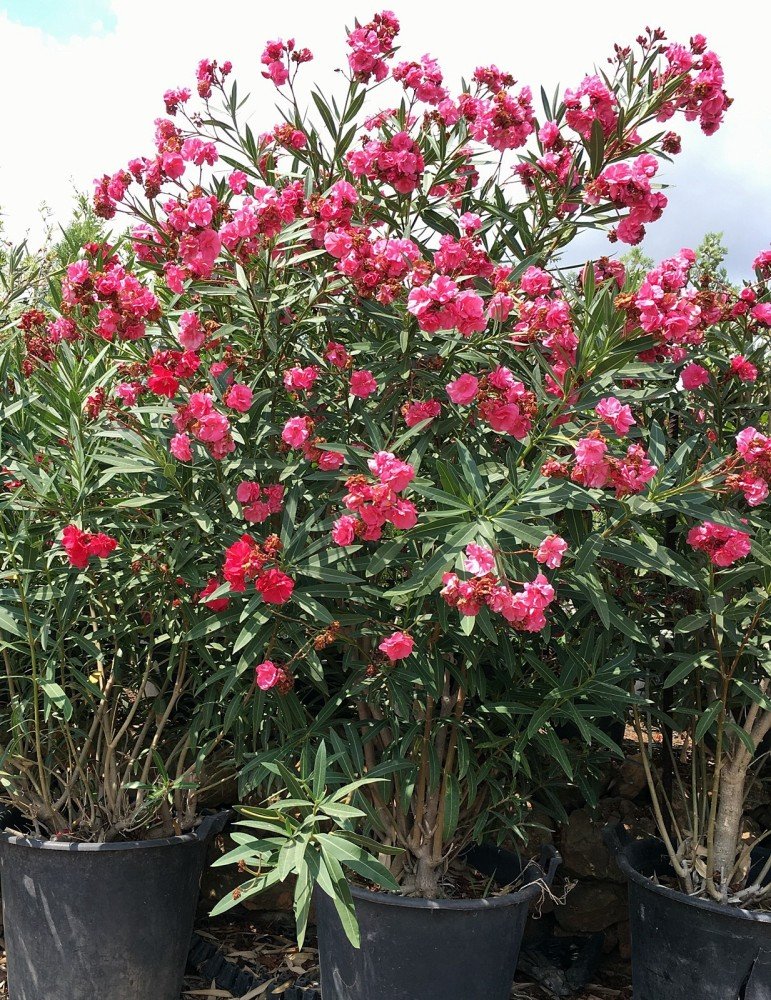 ADELFA (BONSAI)