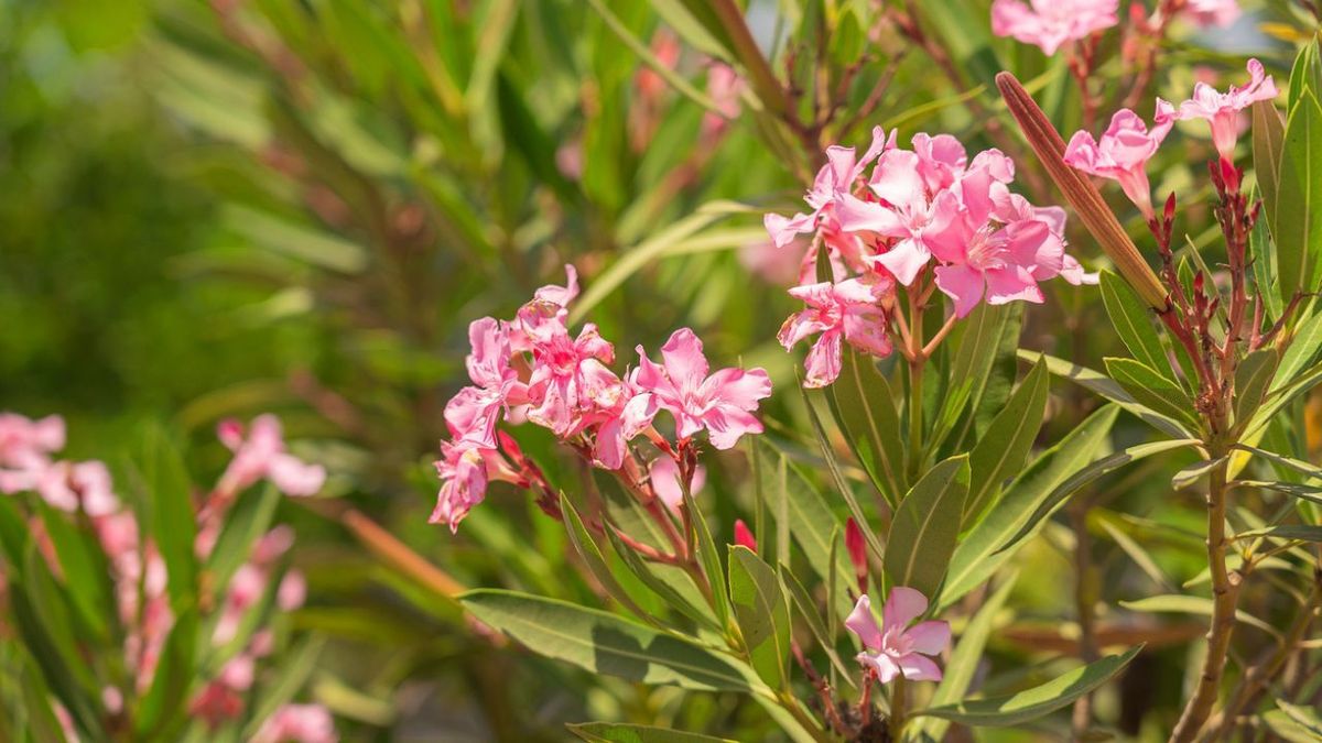 Adelfa — Nerium oleander 2