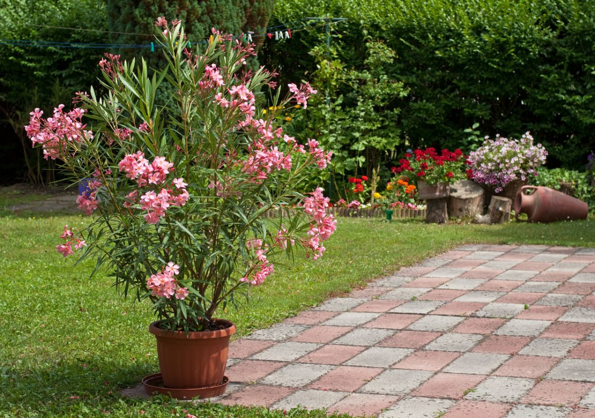 Adelfa — Nerium oleander 3