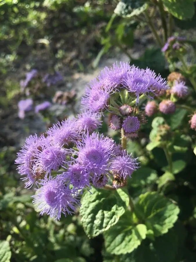 Agérato — Ageratum houstonianum