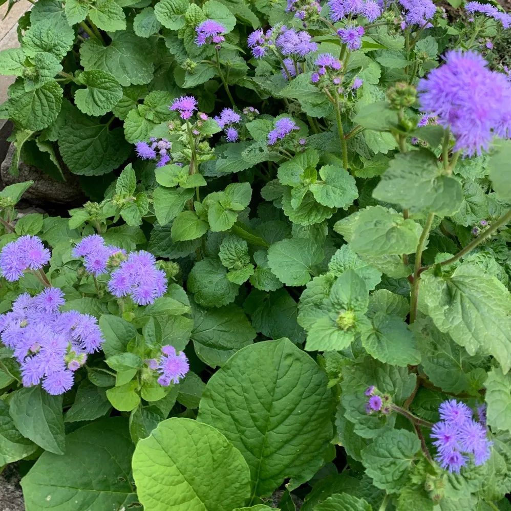 Agérato — Ageratum houstonianum 2