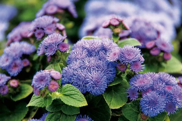 Agérato — Ageratum houstonianum 3