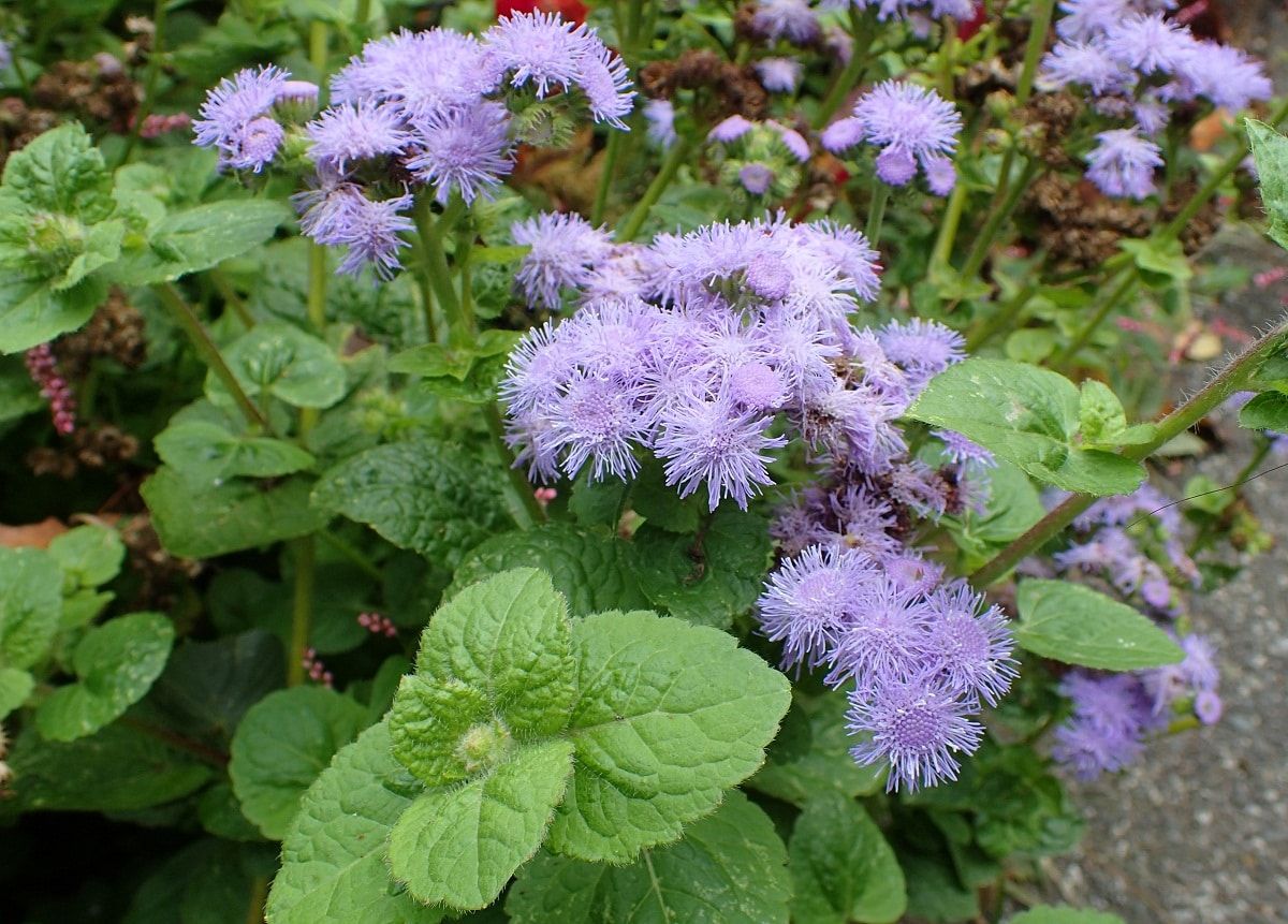 Agérato — Ageratum houstonianum 4