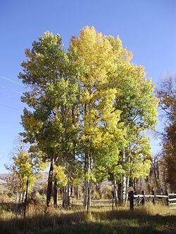 Alamillo — Populus tremuloides