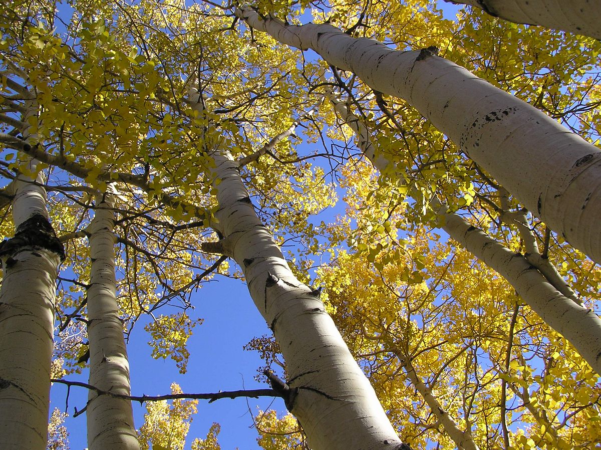 Alamillo — Populus tremuloides 4
