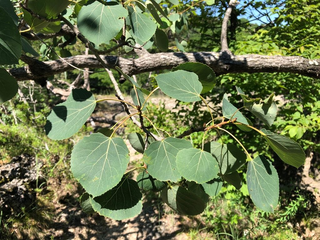 Alamillo — Populus tremuloides 2