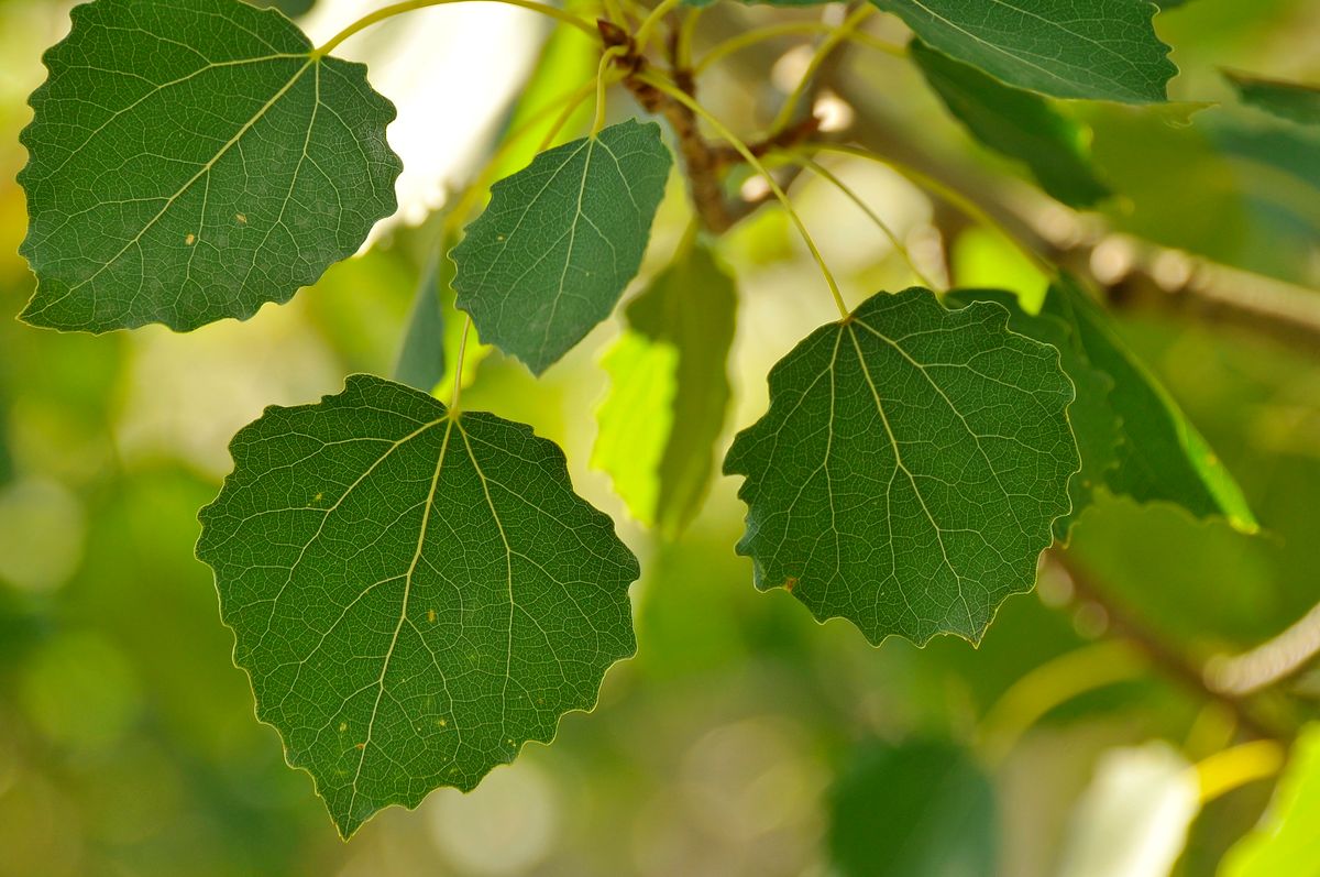 Alamillo — Populus tremuloides 3