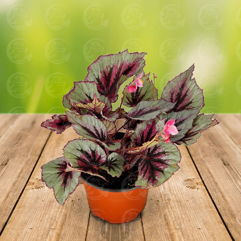 Begonia Rex — Begonia rex