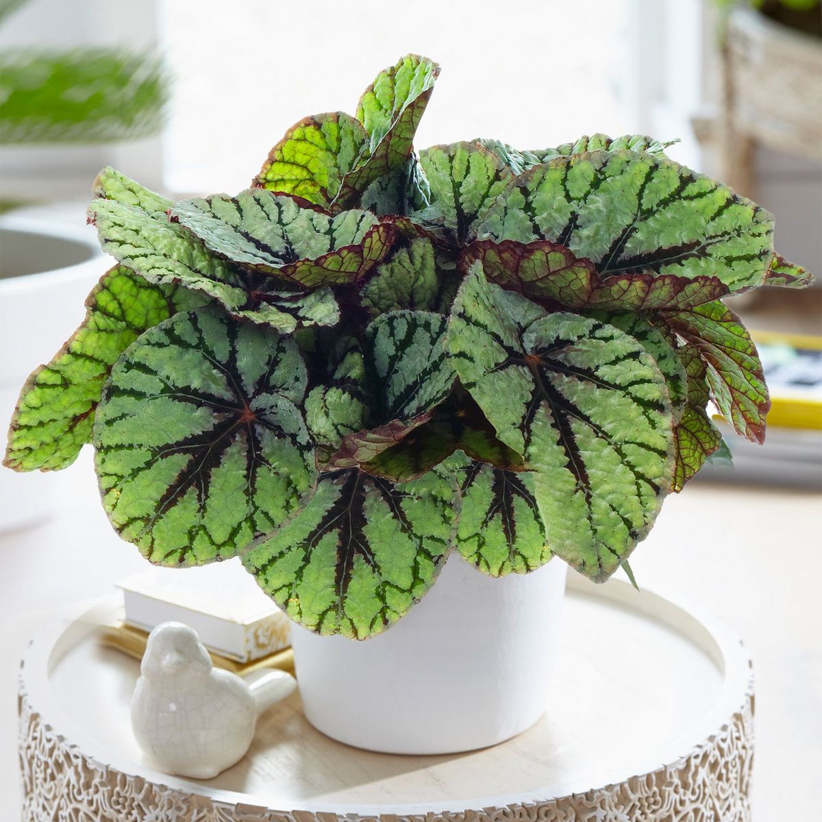 Begonia Rex — Begonia rex 2