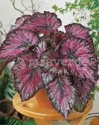 Begonia Rex — Begonia rex 3