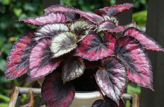 Begonia Rex — Begonia rex 4
