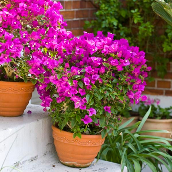 Bugambilia — Bougainvillea spp.