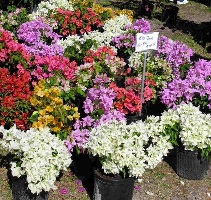 Bugambilia — Bougainvillea spp. 2