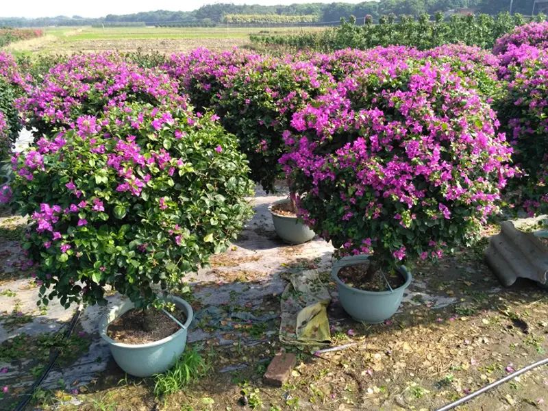 Bugambilia — Bougainvillea spp. 3