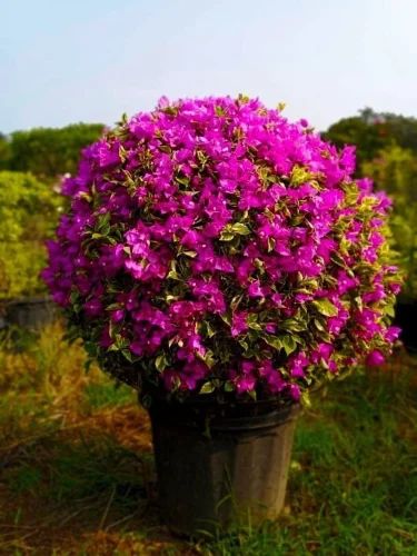 Bugambilia — Bougainvillea spp. 4