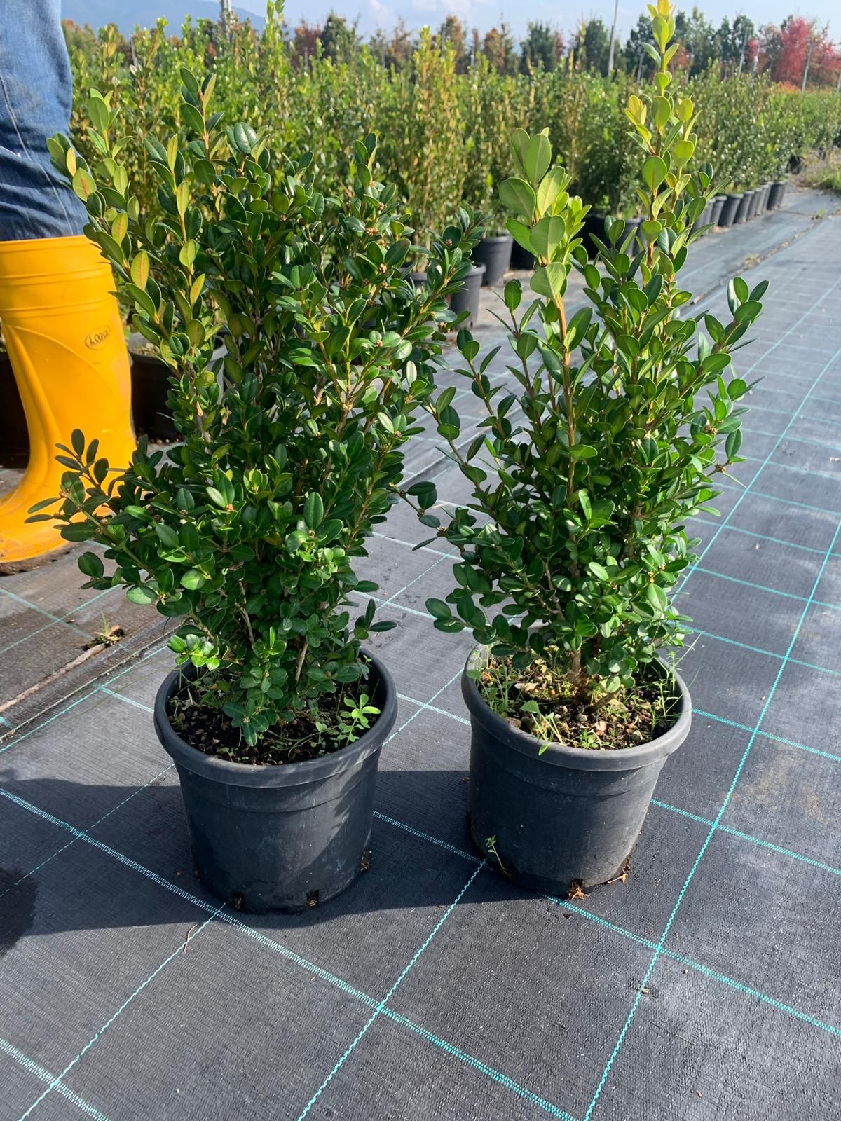 Buxus arrayán — Buxus sempervirens