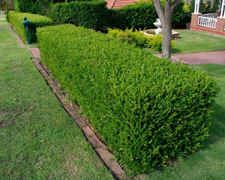 Buxus arrayán — Buxus sempervirens 2