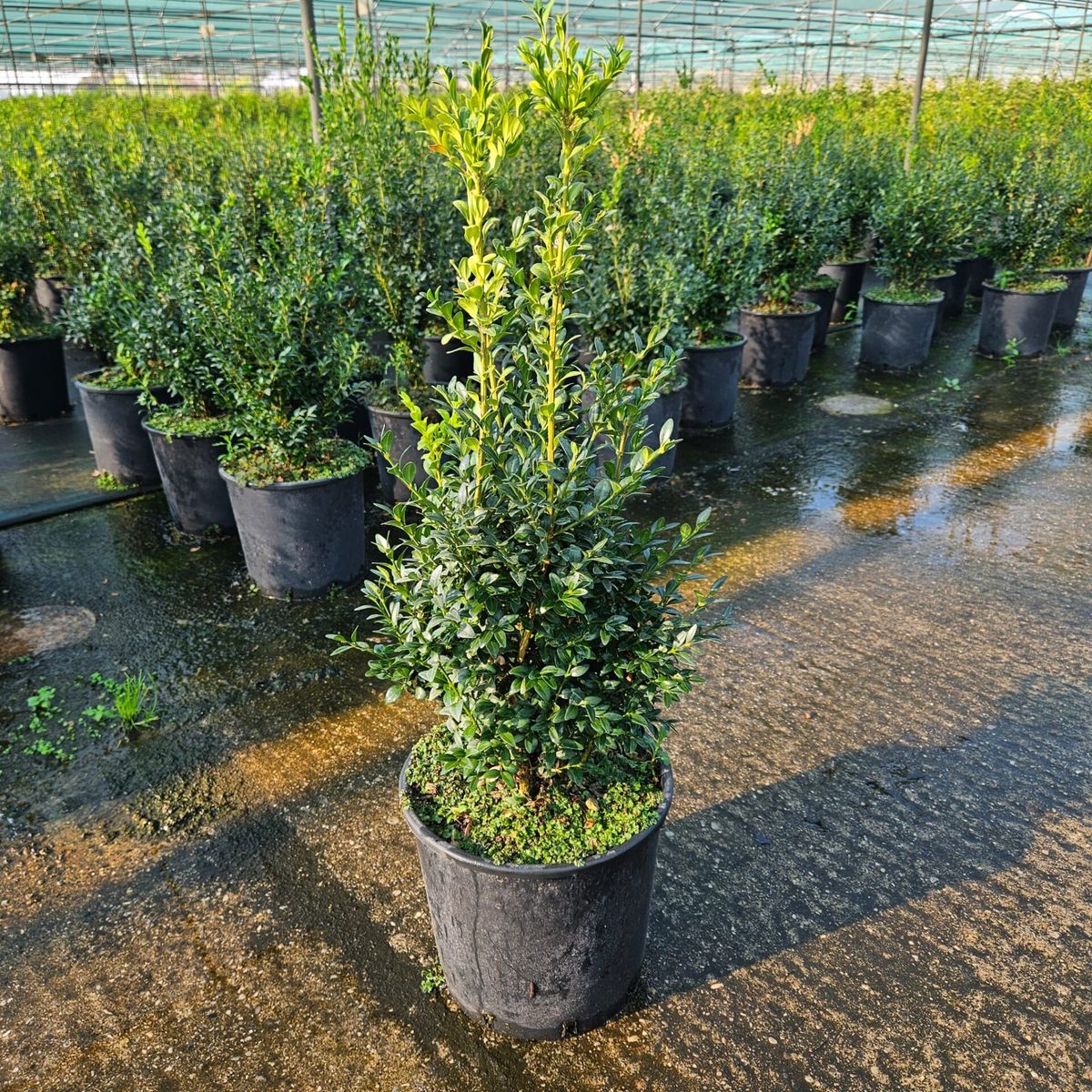 Buxus arrayán — Buxus sempervirens 3