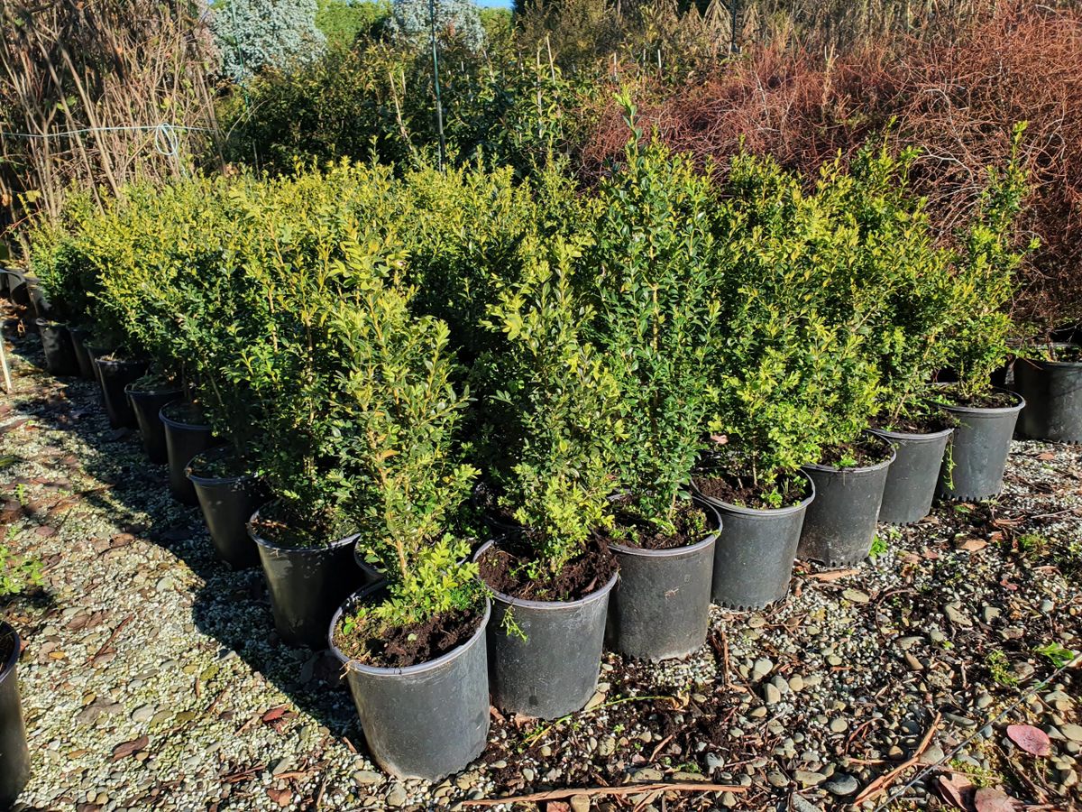 Buxus arrayán — Buxus sempervirens 4